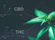 benefits_cbd