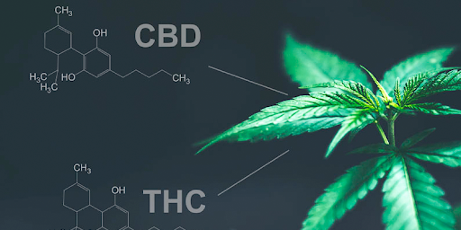 benefits_cbd benefits_cbd