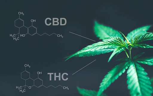 benefits_cbd benefits_cbd