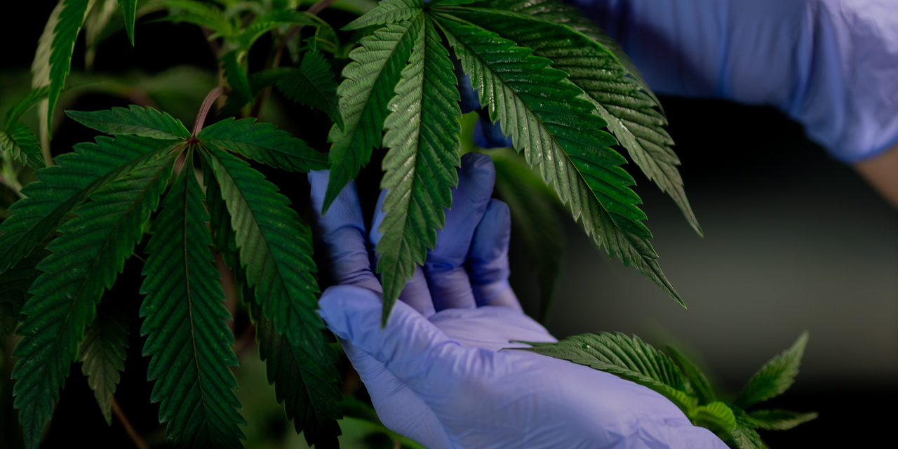 pexels-kindel-media-7667740